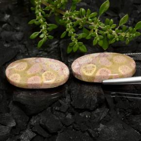 Corallo fossile naturale multicolore da 23,62 ct, taglio ovale, opaco