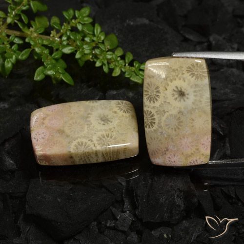 30.12ctw Naturale Multicolore Corallo fossile, Cuscino, Opaco