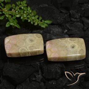 Gemme di Corallo fossile Multicolore naturale da 30.12 ct, Cuscino, Opaco
