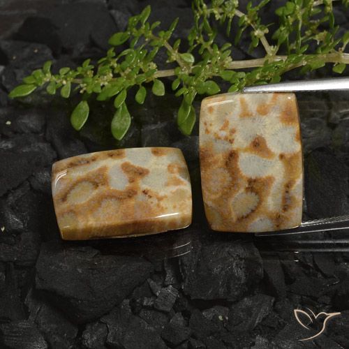28.19ctw Naturale Multicolore Corallo fossile, Cuscino, Opaco