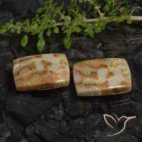 Gemme di Corallo fossile Multicolore naturale da 28.19 ct, Cuscino, Opaco