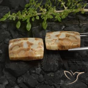 Gemme di Corallo fossile Multicolore naturale da 28.19 ct, Cuscino, Opaco