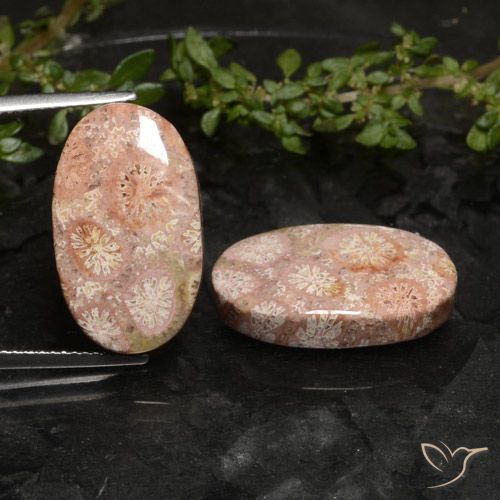 19.81ctw Naturale Multicolore Corallo fossile, Ovale, Opaco