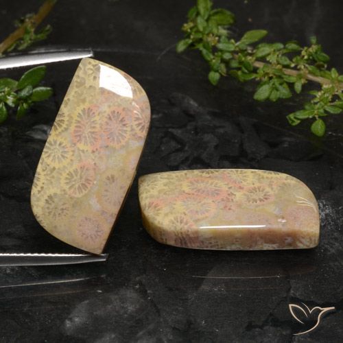 27.40ctw Naturale Multicolore Corallo fossile, Taglio a fantasia, Opaco