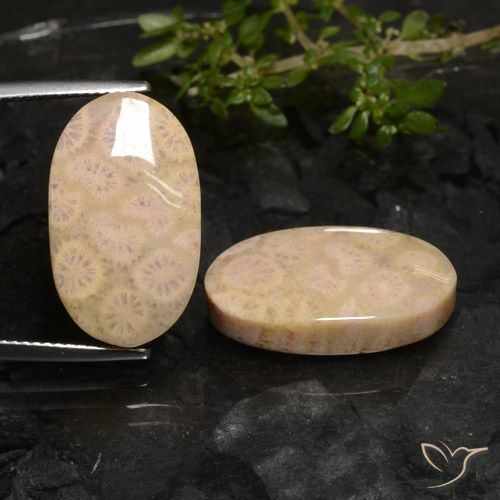 22.27ctw Naturale Multicolore Corallo fossile, Ovale, Opaco