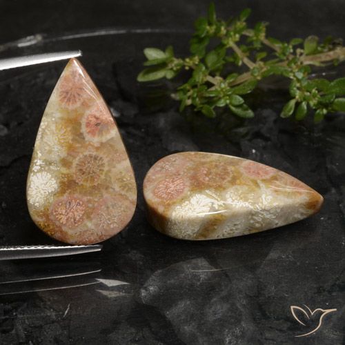 27.69ctw Naturale Multicolore Corallo fossile, Forma a pera, Opaco