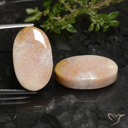 22.59ctw Naturale Multicolore Corallo fossile, Ovale, Opaco