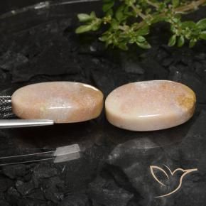 Gemme di Corallo fossile Multicolore naturale da 22.59 ct, Ovale, Opaco