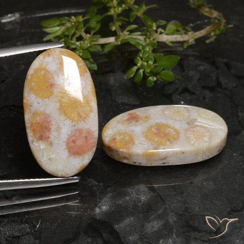 22.45ctw Naturale Multicolore Corallo fossile, Ovale, Opaco