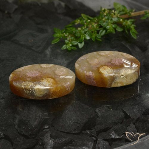 33.89ctw Naturale Multicolore Corallo fossile, Ovale, Opaco
