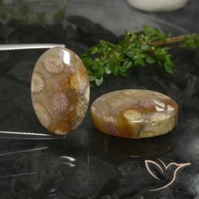 Gemme di Corallo fossile Multicolore naturale da 33.89 ct, Ovale, Opaco