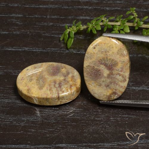 30.50ctw Naturale Multicolore Corallo fossile, Ovale, Opaco