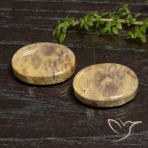 Gemme di Corallo fossile Multicolore naturale da 30.50 ct, Ovale, Opaco