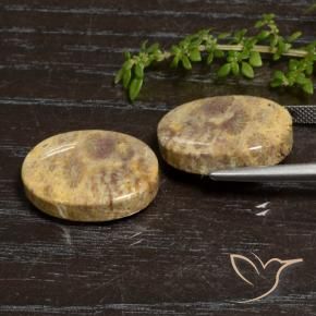 Gemme di Corallo fossile Multicolore naturale da 30.50 ct, Ovale, Opaco