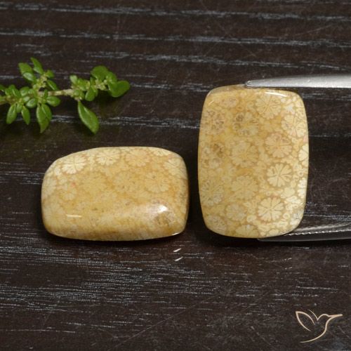 27.20ctw Naturale Multicolore Corallo fossile, Cuscino, Opaco