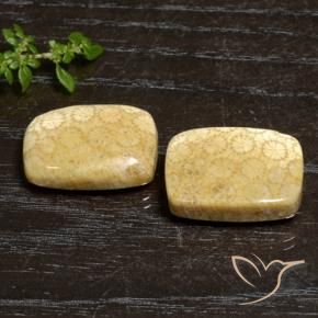 Gemme di Corallo fossile Multicolore naturale da 27.20 ct, Cuscino, Opaco