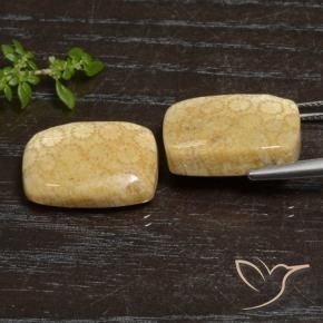 Gemme di Corallo fossile Multicolore naturale da 27.20 ct, Cuscino, Opaco