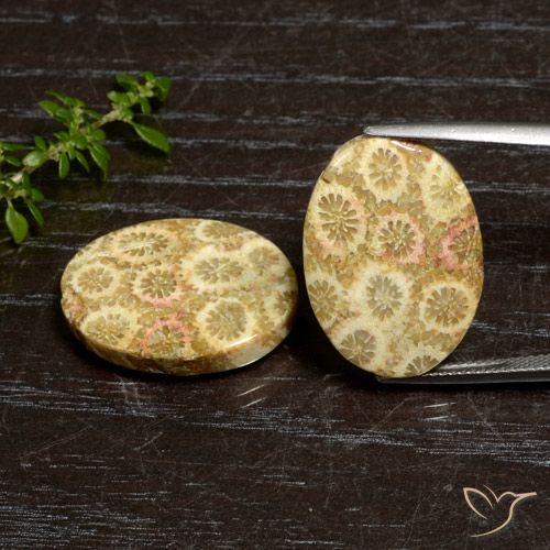 27.12ctw Naturale Multicolore Corallo fossile, Ovale, Opaco