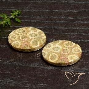 Gemme di Corallo fossile Multicolore naturale da 27.12 ct, Ovale, Opaco