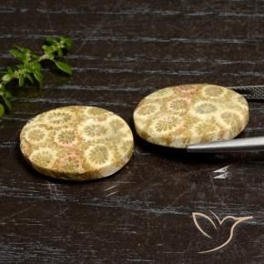 Gemme di Corallo fossile Multicolore naturale da 27.12 ct, Ovale, Opaco