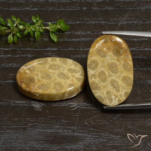 44.76ctw Naturale Multicolore Corallo fossile, Ovale, Opaco