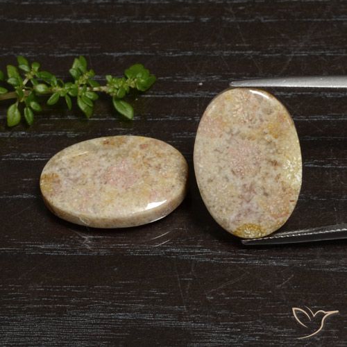 29.83ctw Naturale Multicolore Corallo fossile, Ovale, Opaco