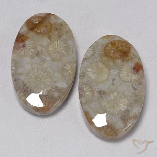 22.91ctw Naturale Multicolore Corallo fossile, Ovale, Opaco