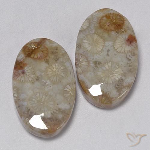 Gemme di Corallo fossile Multicolore naturale da 22.91 ct, Ovale, Opaco