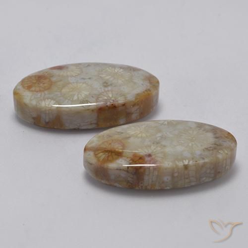 Gemme di Corallo fossile Multicolore naturale da 22.91 ct, Ovale, Opaco