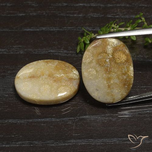33.11ctw Naturale Multicolore Corallo fossile, Ovale, Opaco