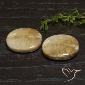 Gemme di Corallo fossile Multicolore naturale da 33.11 ct, Ovale, Opaco