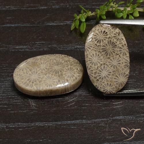 Gemme di Corallo fossile Multicolore naturale da 27.11 ct, Ovale, Opaco
