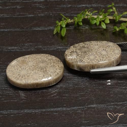 Gemme di Corallo fossile Multicolore naturale da 27.11 ct, Ovale, Opaco