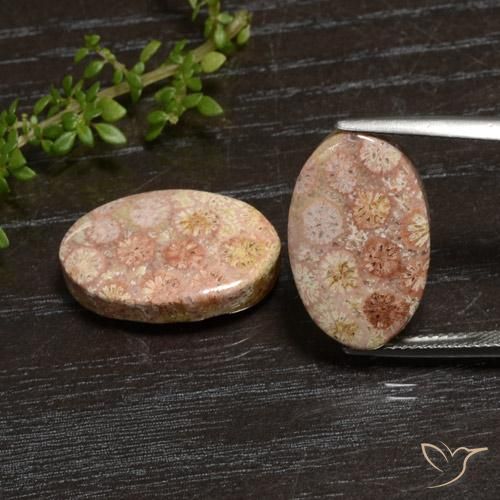 20.28ctw Naturale Multicolore Corallo fossile, Ovale, Opaco
