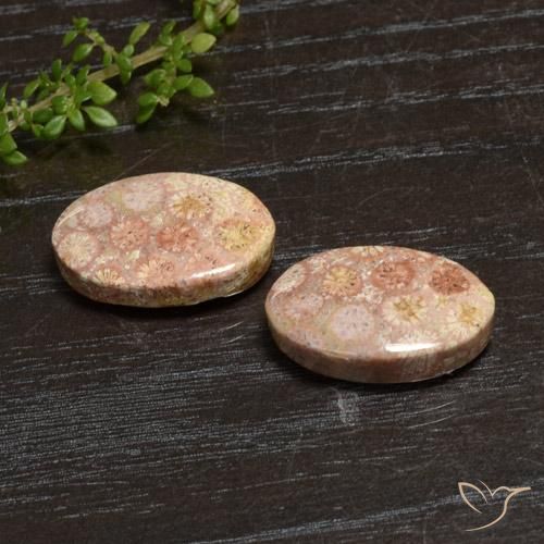 Gemme di Corallo fossile Multicolore naturale da 20.28 ct, Ovale, Opaco