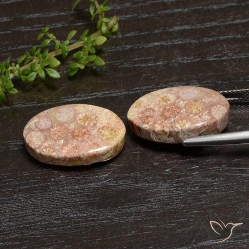 Gemme di Corallo fossile Multicolore naturale da 20.28 ct, Ovale, Opaco