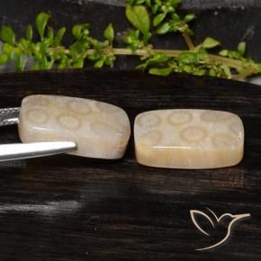Gemme di Corallo fossile Multicolore naturale da 20.85 ct, Cuscino, Opaco