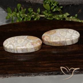 Gemme di Corallo fossile Multicolore naturale da 23.54 ct, Ovale, Opaco