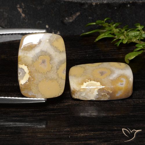 19.14ctw Naturale Multicolore Corallo fossile, Cuscino, Opaco