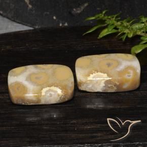 Gemme di Corallo fossile Multicolore naturale da 19.14 ct, Cuscino, Opaco