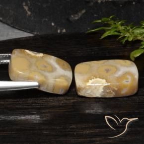 Gemme di Corallo fossile Multicolore naturale da 19.14 ct, Cuscino, Opaco