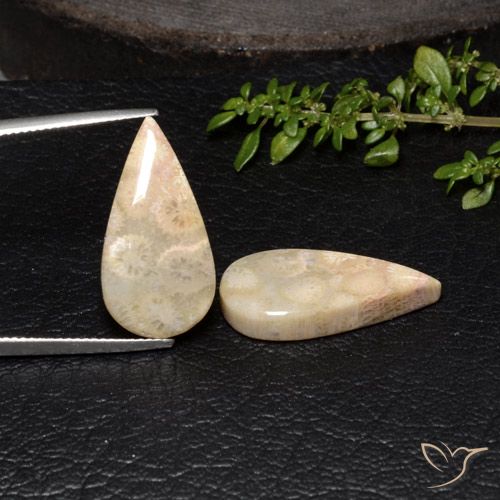 19.11ctw Naturale Multicolore Corallo fossile, Forma a pera, Opaco
