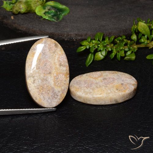 34.13ctw Naturale Multicolore Corallo fossile, Ovale, Opaco