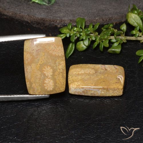 18.85ctw Naturale Multicolore Corallo fossile, Cuscino, Opaco