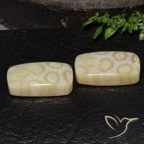Gemme di Corallo fossile Multicolore naturale da 24.67 ct, Cuscino, Opaco