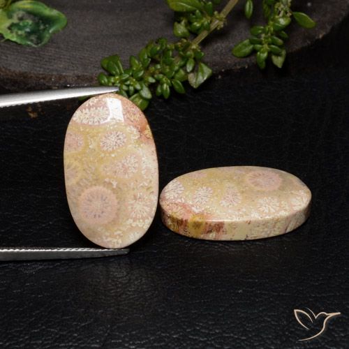 27.64ctw Naturale Multicolore Corallo fossile, Ovale, Opaco