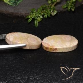 Gemme di Corallo fossile Multicolore naturale da 27.64 ct, Ovale, Opaco