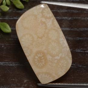 Corallo fossile naturale multicolore da 15,90 ct, forma fantasia, opaco