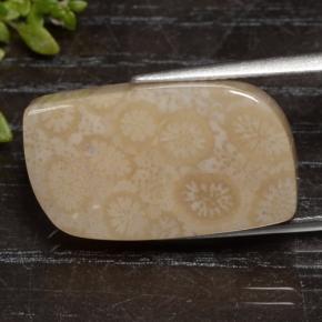 Corallo fossile naturale multicolore da 15,90 ct, forma fantasia, opaco