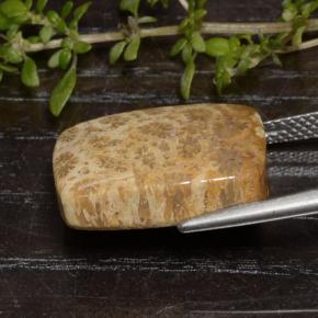 Corallo fossile Multicolore naturale da 13.48 ct, Taglio a cuscino, Opaco